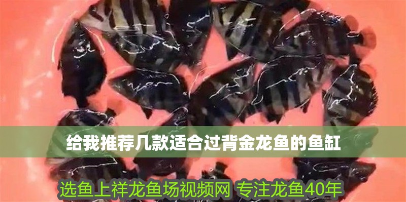 給我推薦幾款適合過背金龍魚的魚缸