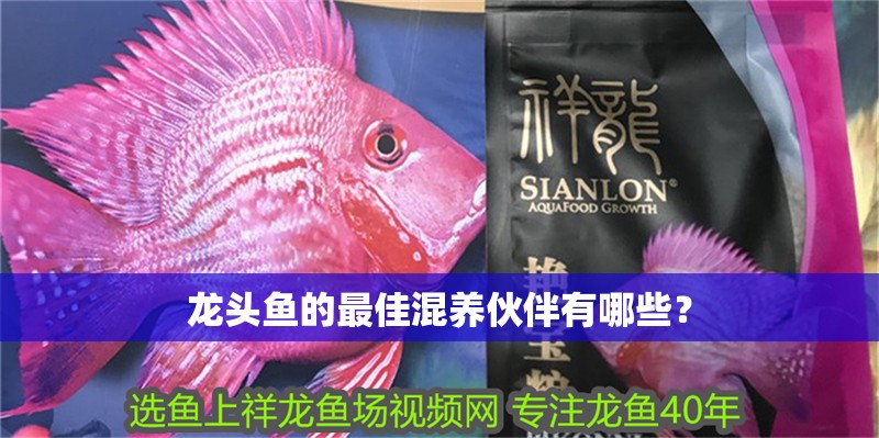 龍頭魚的最佳混養伙伴有哪些？