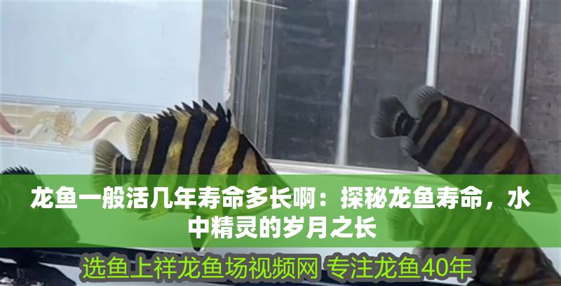 龍魚一般活幾年壽命多長(zhǎng)啊：探秘龍魚壽命，水中精靈的歲月之長(zhǎng)