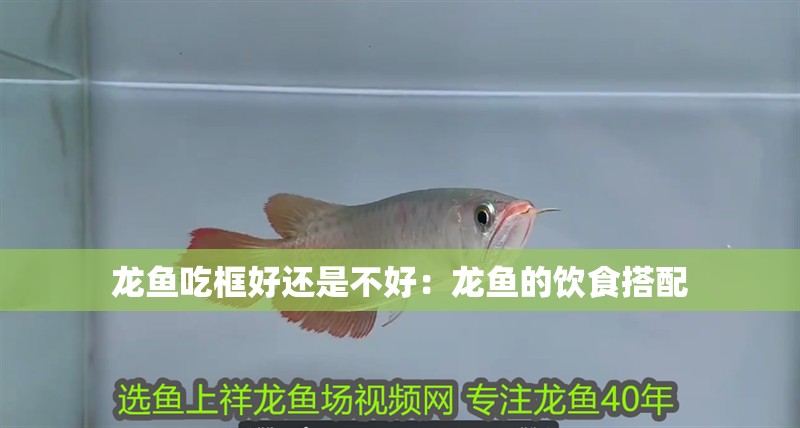 龍魚吃框好還是不好：龍魚的飲食搭配