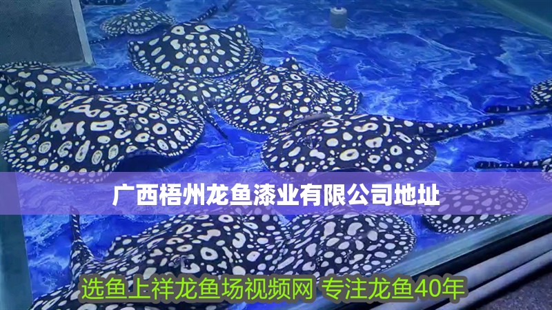 廣西梧州龍魚漆業(yè)有限公司地址