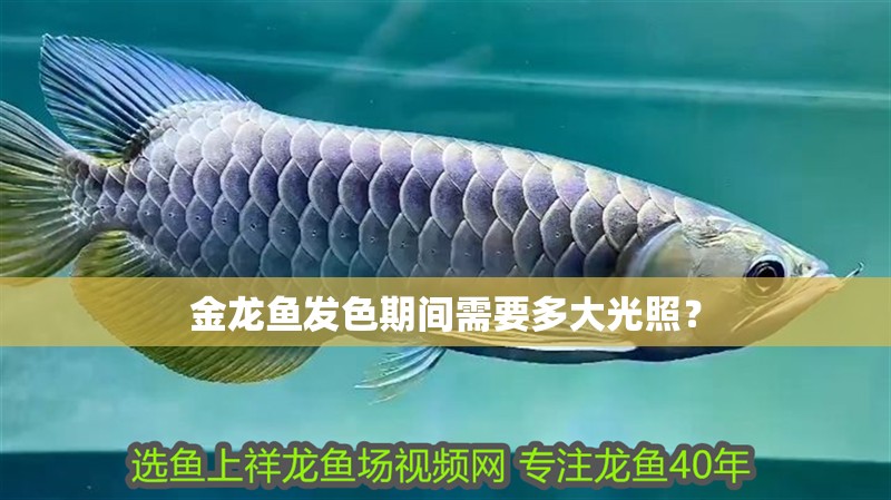 金龍魚發色期間需要多大光照？
