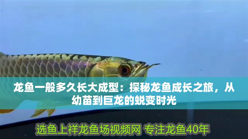 龍魚一般多久長大成型：探秘龍魚成長之旅，從幼苗到巨龍的蛻變時光