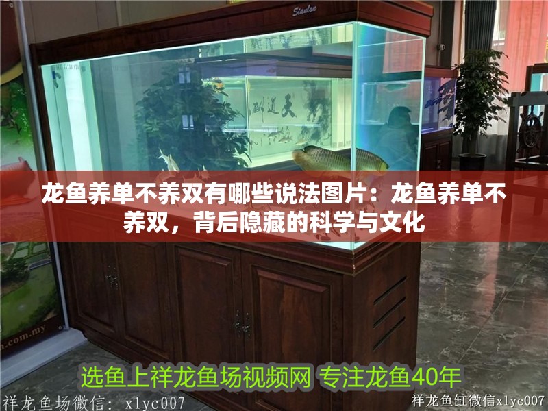 龍魚養單不養雙有哪些說法圖片：龍魚養單不養雙，背后隱藏的科學與文化
