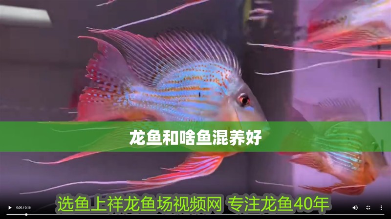 龍魚和啥魚混養好