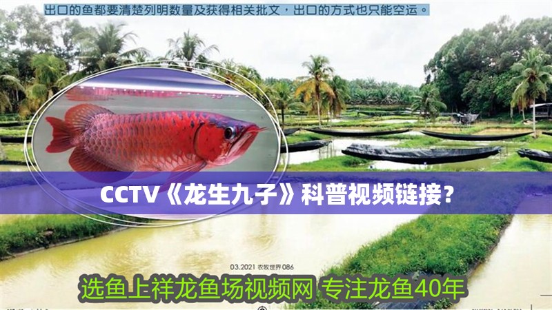 CCTV《龍生九子》科普視頻鏈接？