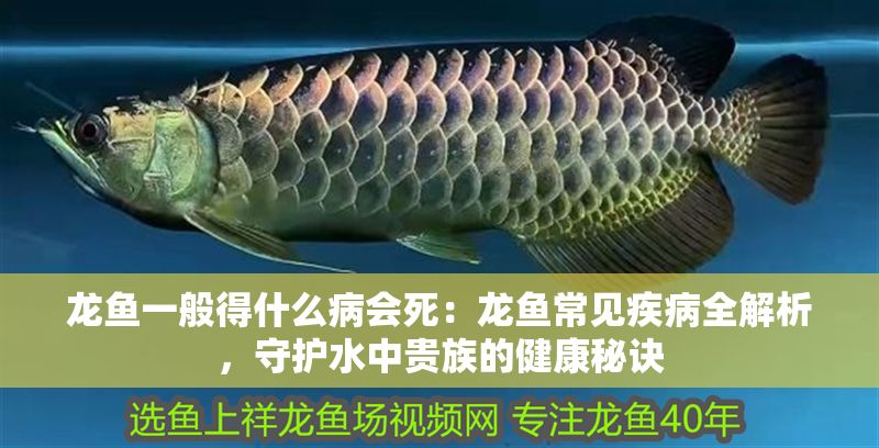 龍魚一般得什么病會(huì)死：龍魚常見疾病全解析，守護(hù)水中貴族的健康秘訣