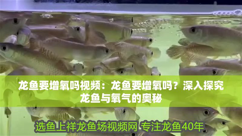 龍魚要增氧嗎視頻：龍魚要增氧嗎？深入探究龍魚與氧氣的奧秘