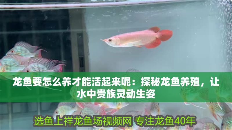 龍魚要怎么養才能活起來呢：探秘龍魚養殖，讓水中貴族靈動生姿