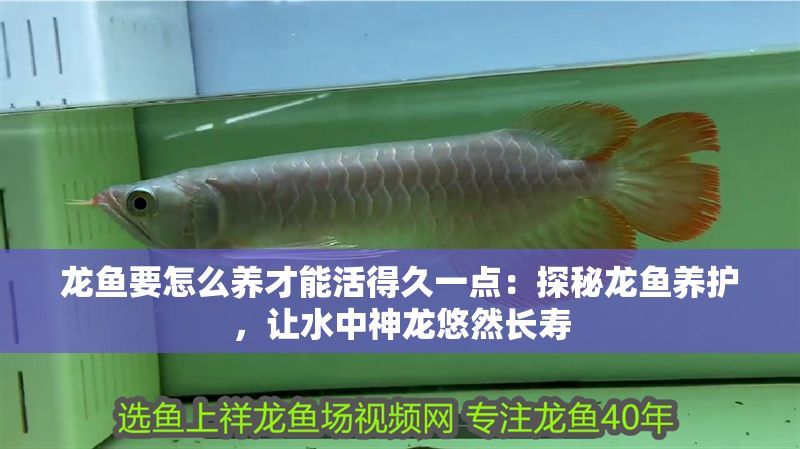 龍魚要怎么養才能活得久一點：探秘龍魚養護，讓水中神龍悠然長壽