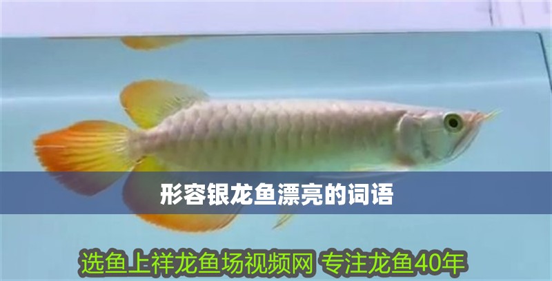 形容銀龍魚漂亮的詞語