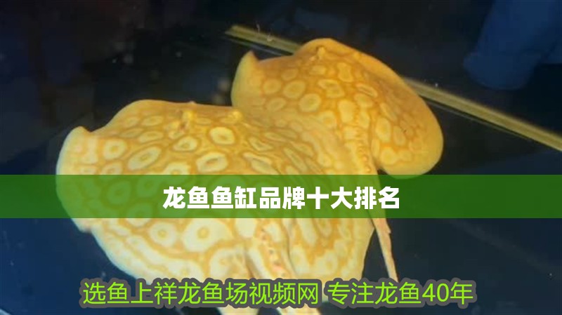龍魚魚缸品牌十大排名