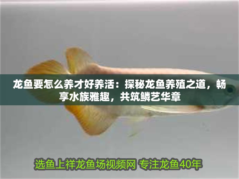 龍魚要怎么養才好養活：探秘龍魚養殖之道，暢享水族雅趣，共筑鱗藝華章