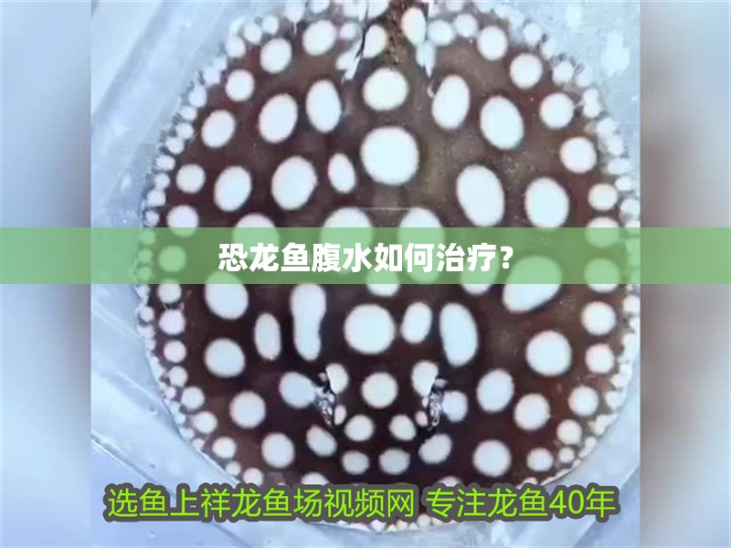 恐龍魚腹水如何治療？