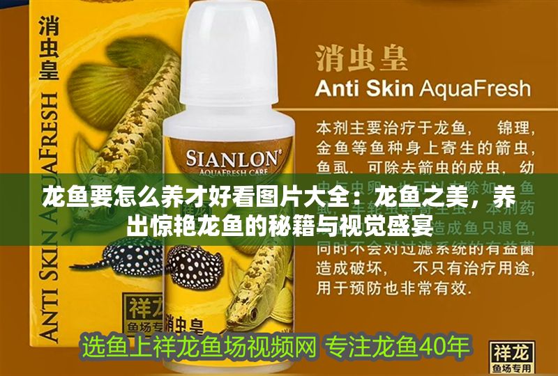 龍魚要怎么養才好看圖片大全：龍魚之美，養出驚艷龍魚的秘籍與視覺盛宴