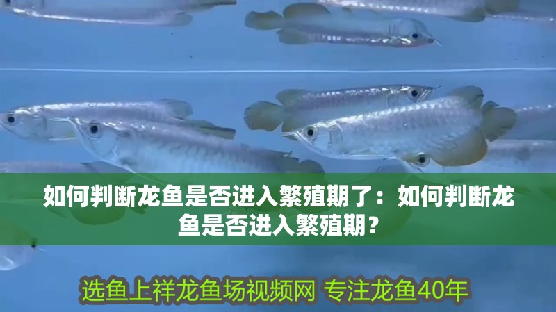如何判斷龍魚是否進入繁殖期了：如何判斷龍魚是否進入繁殖期？