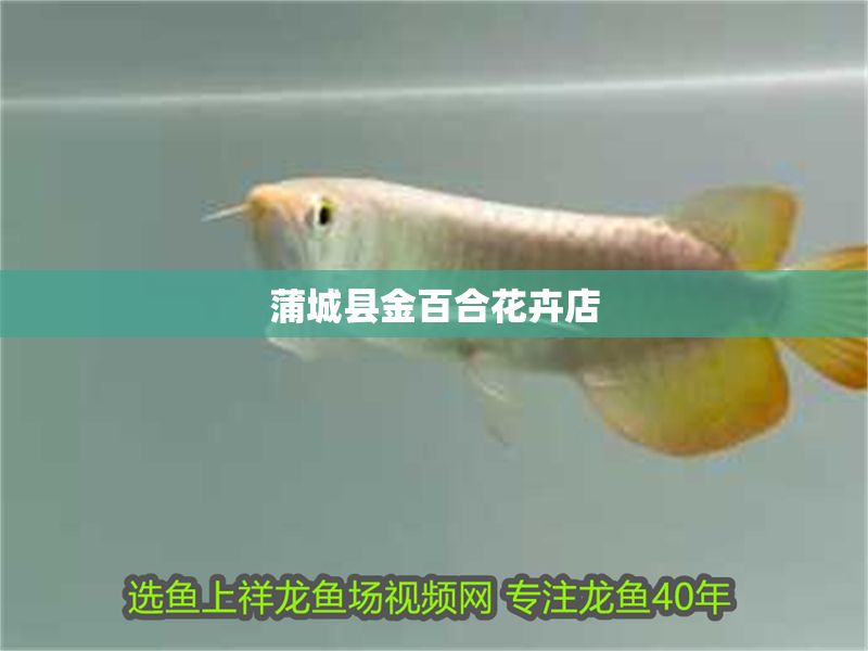 蒲城縣金百合花卉店