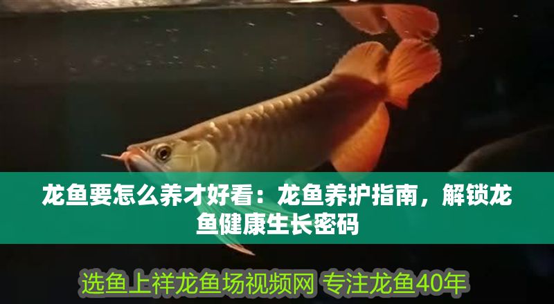 龍魚要怎么養(yǎng)才好看：龍魚養(yǎng)護指南，解鎖龍魚健康生長密碼