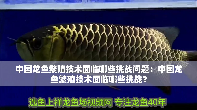 魚缸過濾器選購指南:自制魚缸過濾器魚缸上置過濾器對于養魚愛好者的必備知識 中國龍魚繁殖技術面臨哪些挑戰問題:中國龍魚繁殖技術面臨哪些挑戰? 水族問答 中國龍魚繁殖技術面臨哪些挑戰問題:中國龍魚繁殖技術面臨哪些挑戰? 中國龍魚繁殖技術面臨哪些挑戰問題:中國龍魚繁殖技術面臨哪些挑戰? 水族問答
