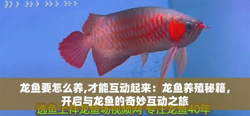 龍魚要怎么養(yǎng),才能互動(dòng)起來：龍魚養(yǎng)殖秘籍，開啟與龍魚的奇妙互動(dòng)之旅