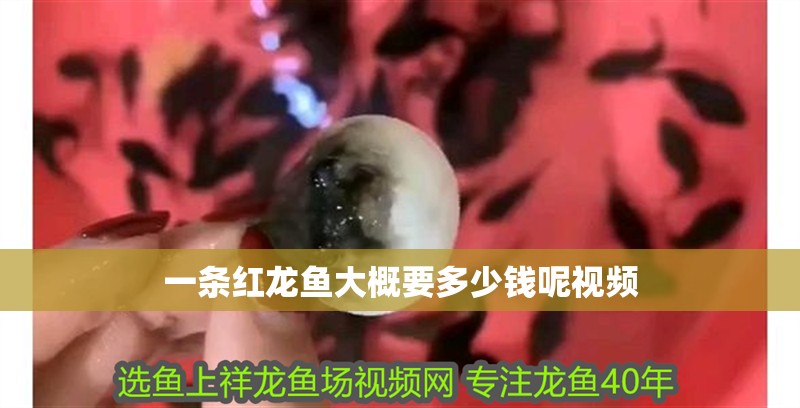 一條紅龍魚大概要多少錢呢視頻