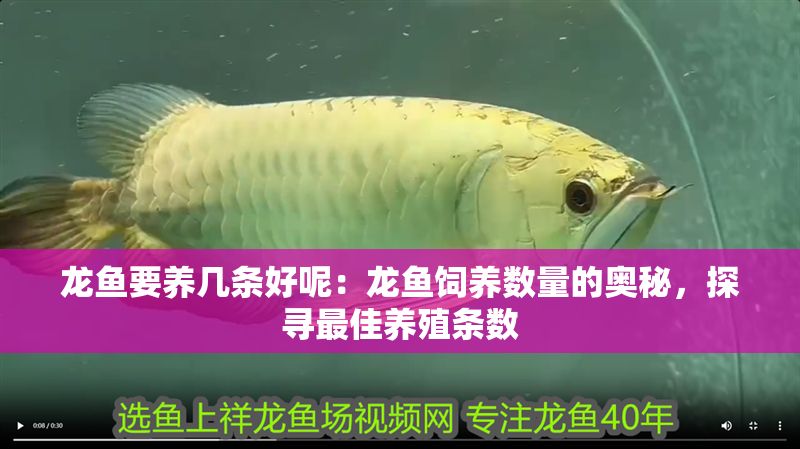 龍魚要養(yǎng)幾條好呢：龍魚飼養(yǎng)數(shù)量的奧秘，探尋最佳養(yǎng)殖條數(shù)