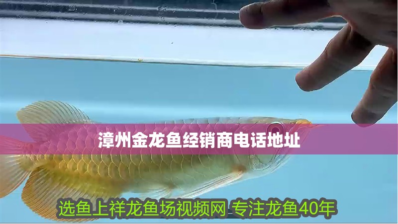 漳州金龍魚經(jīng)銷商電話地址
