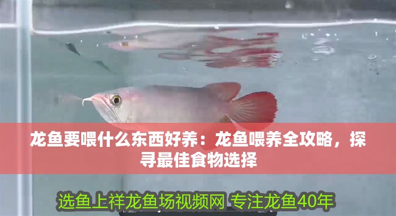 龍魚要喂什么東西好養：龍魚喂養全攻略，探尋最佳食物選擇