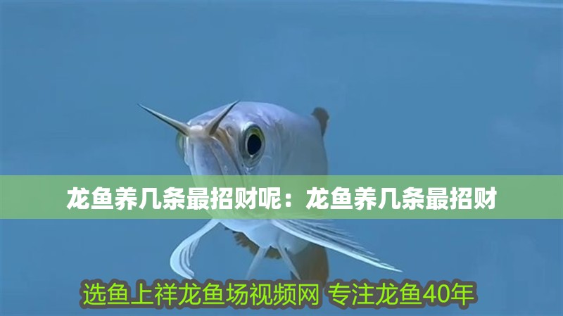 龍魚養幾條最招財呢：龍魚養幾條最招財