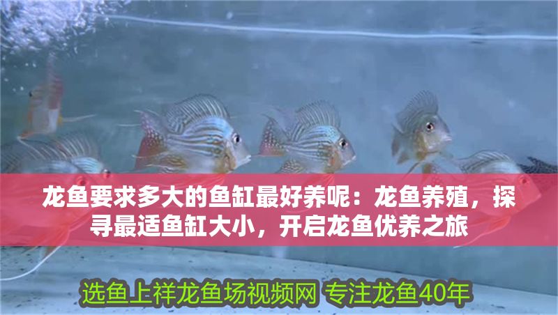 龍魚要求多大的魚缸最好養呢：龍魚養殖，探尋最適魚缸大小，開啟龍魚優養之旅