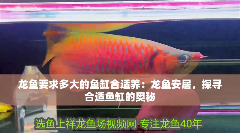 龍魚要求多大的魚缸合適養：龍魚安居，探尋合適魚缸的奧秘