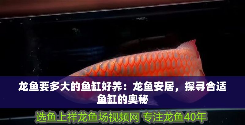 龍魚要多大的魚缸好養(yǎng)：龍魚安居，探尋合適魚缸的奧秘
