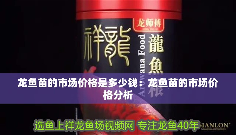龍魚苗的市場價格是多少錢：龍魚苗的市場價格分析