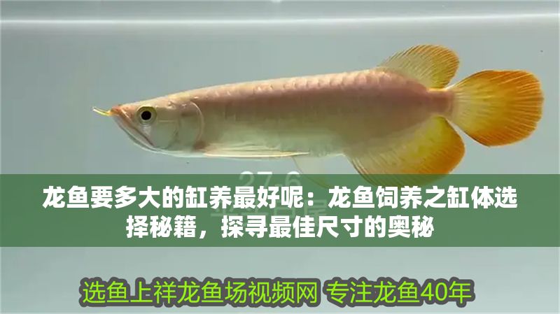 龍魚要多大的缸養最好呢：龍魚飼養之缸體選擇秘籍，探尋最佳尺寸的奧秘