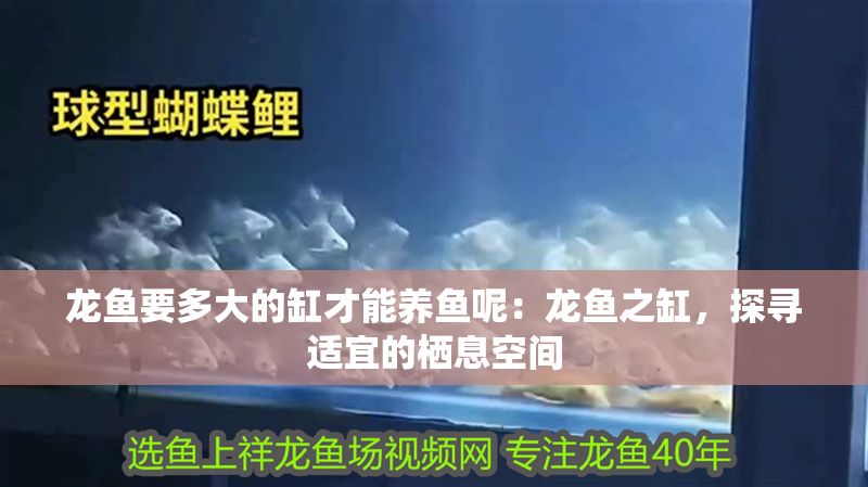 龍魚要多大的缸才能養(yǎng)魚呢：龍魚之缸，探尋適宜的棲息空間