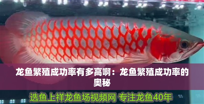 龍魚繁殖成功率有多高啊：龍魚繁殖成功率的奧秘