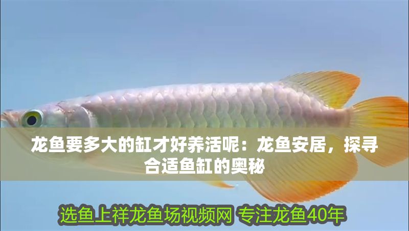 龍魚要多大的缸才好養活呢：龍魚安居，探尋合適魚缸的奧秘