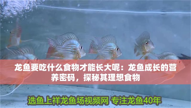 龍魚要吃什么食物才能長大呢：龍魚成長的營養密碼，探秘其理想食物