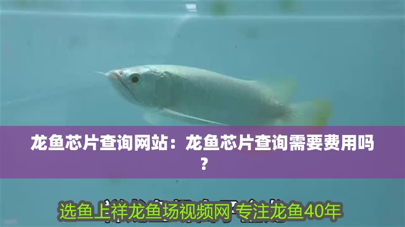龍魚芯片查詢網站：龍魚芯片查詢需要費用嗎？