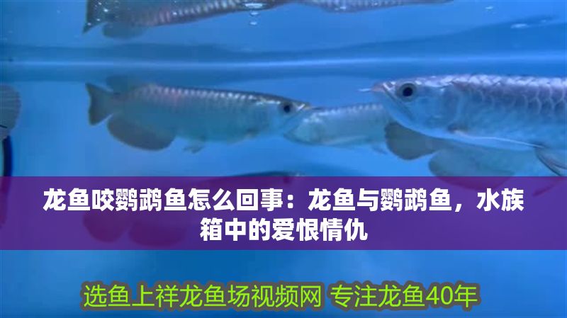 龍魚咬鸚鵡魚怎么回事：龍魚與鸚鵡魚，水族箱中的愛恨情仇