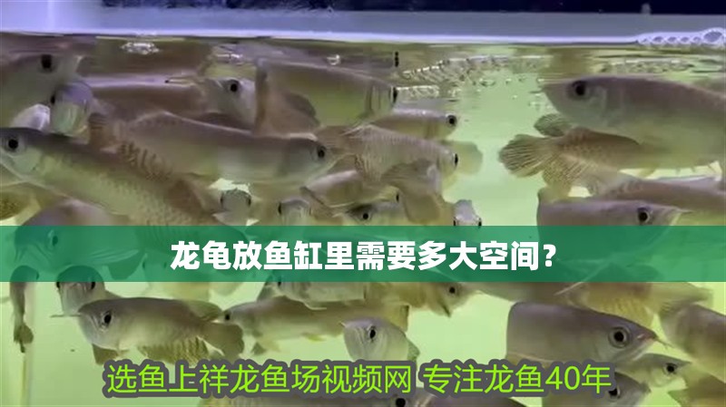 龍龜放魚缸里需要多大空間？