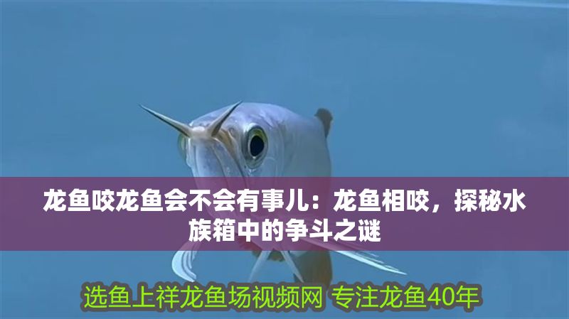 龍魚咬龍魚會不會有事兒：龍魚相咬，探秘水族箱中的爭斗之謎