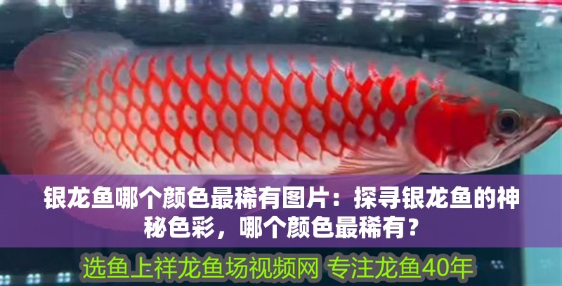 銀龍魚哪個顏色最稀有圖片：探尋銀龍魚的神秘色彩，哪個顏色最稀有？