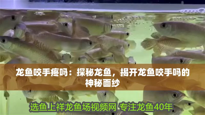 龍魚咬手疼嗎：探秘龍魚，揭開龍魚咬手嗎的神秘面紗
