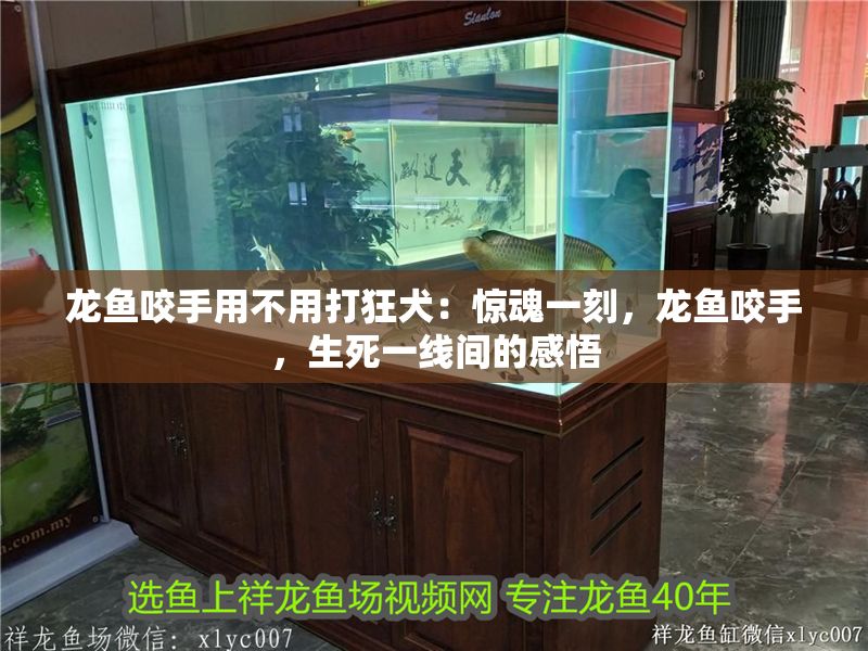 龍魚咬手用不用打狂犬：驚魂一刻，龍魚咬手，生死一線間的感悟