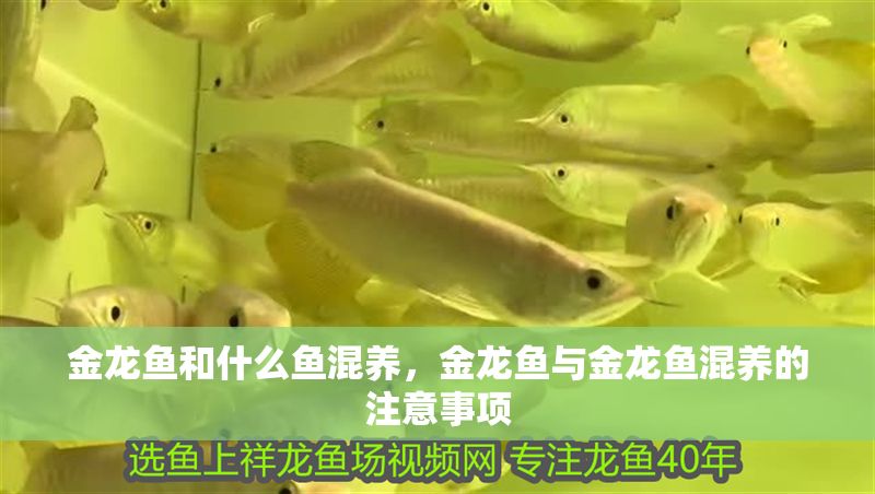金龍魚和什么魚混養，金龍魚與金龍魚混養的注意事項