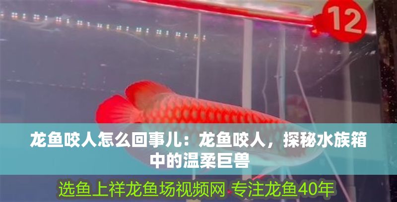 龍魚咬人怎么回事兒：龍魚咬人，探秘水族箱中的溫柔巨獸