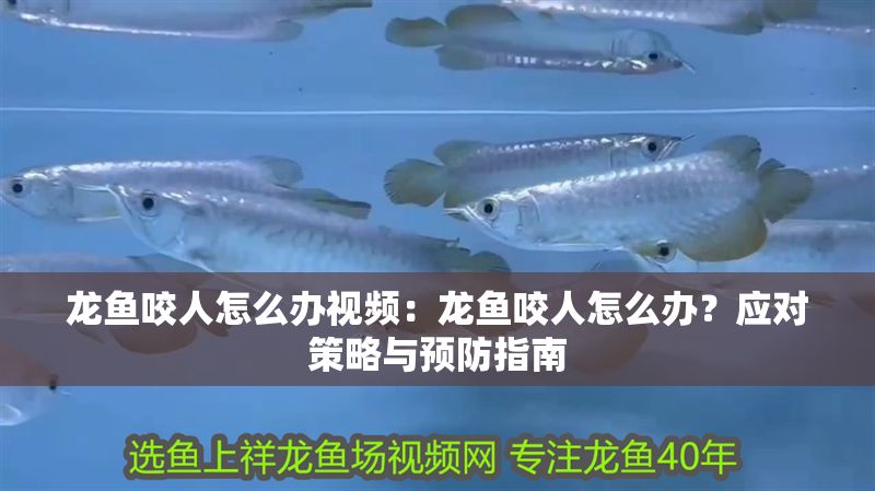 龍魚咬人怎么辦視頻：龍魚咬人怎么辦？應對策略與預防指南