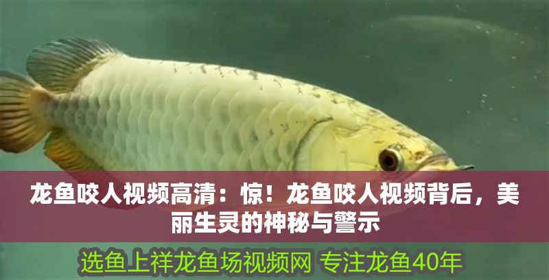 龍魚咬人視頻高清：驚！龍魚咬人視頻背后，美麗生靈的神秘與警示