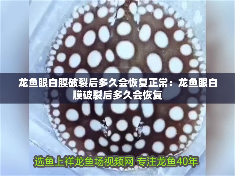 龍魚眼白膜破裂后多久會恢復正常：龍魚眼白膜破裂后多久會恢復